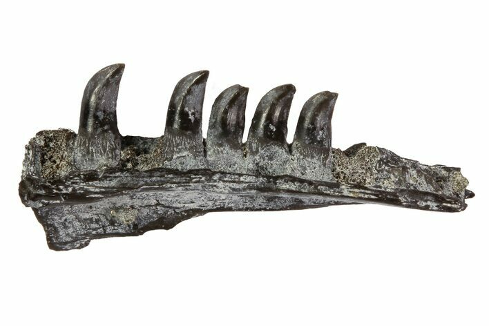 Permian Synapsis (Mycterosaurus) Jaw Section - Oklahoma #79467